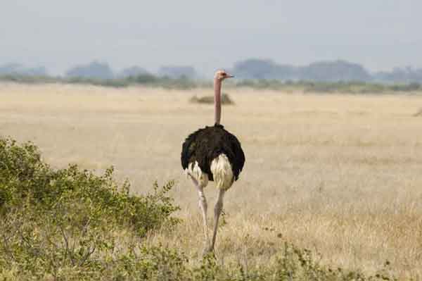 98 - Kenia - Avestruz macho - parque nacional de Amboseli